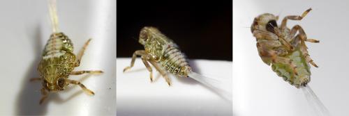Issus coleoptratus